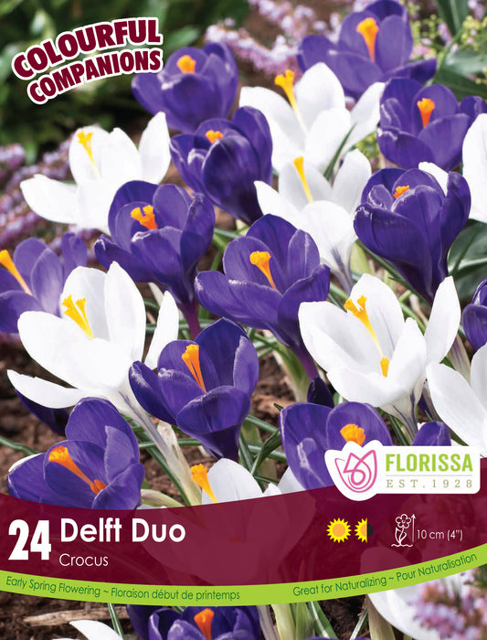 Delft Duo Crocus Colourful Companion