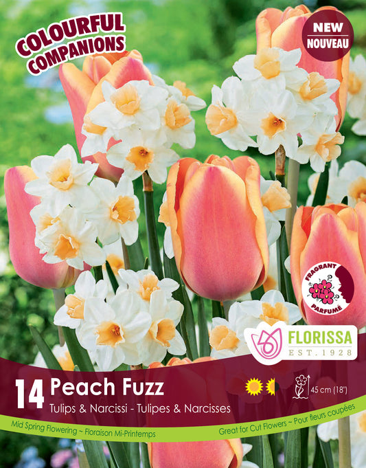 Peach Fuzz Tulip Colourful Companion Bulbs