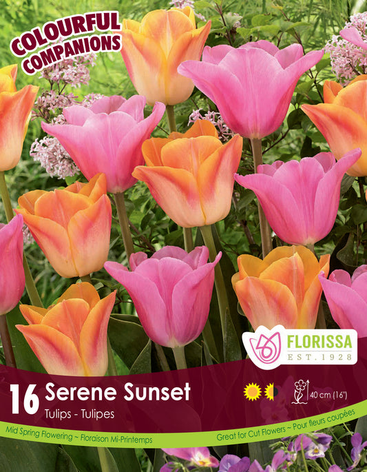 Tulip Serene Sunset Colourful Companion