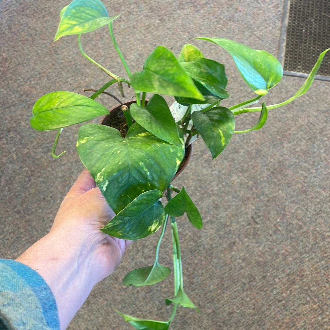 Pothos Various 4" Pot