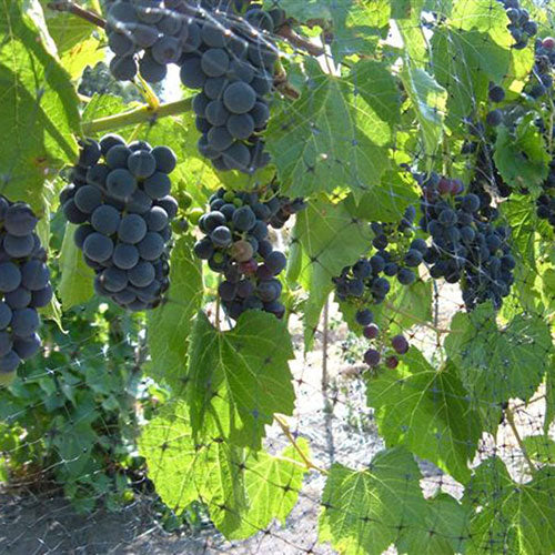 Vitis Frontenac Grape Vine 1G