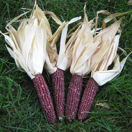 Corn Mini Pink Popcorn MIgardener Seed