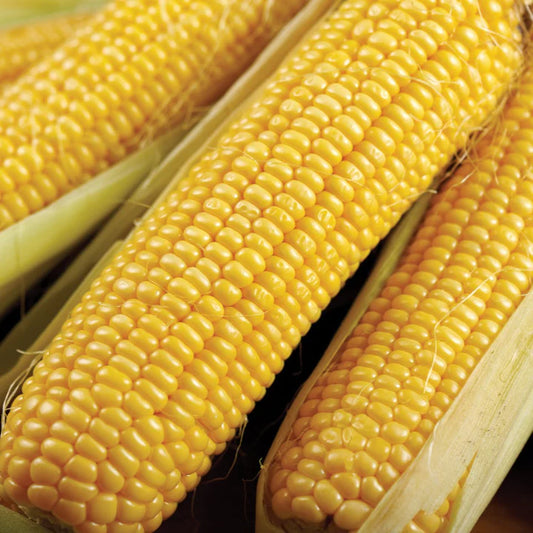 Corn Bodacious Sweet MIgardener Seed