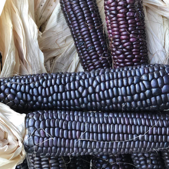 Corn Blue Hopi MIgardener Seed