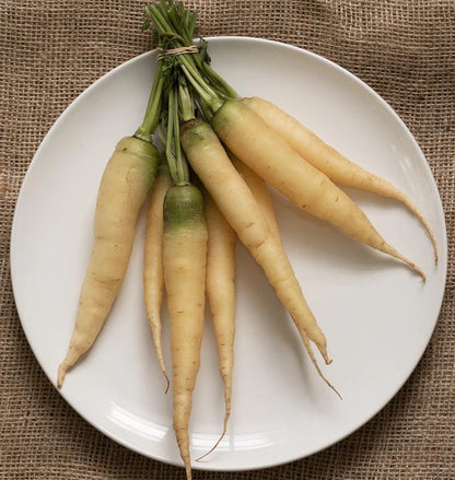 Carrots White Satin F1 WCS Seed