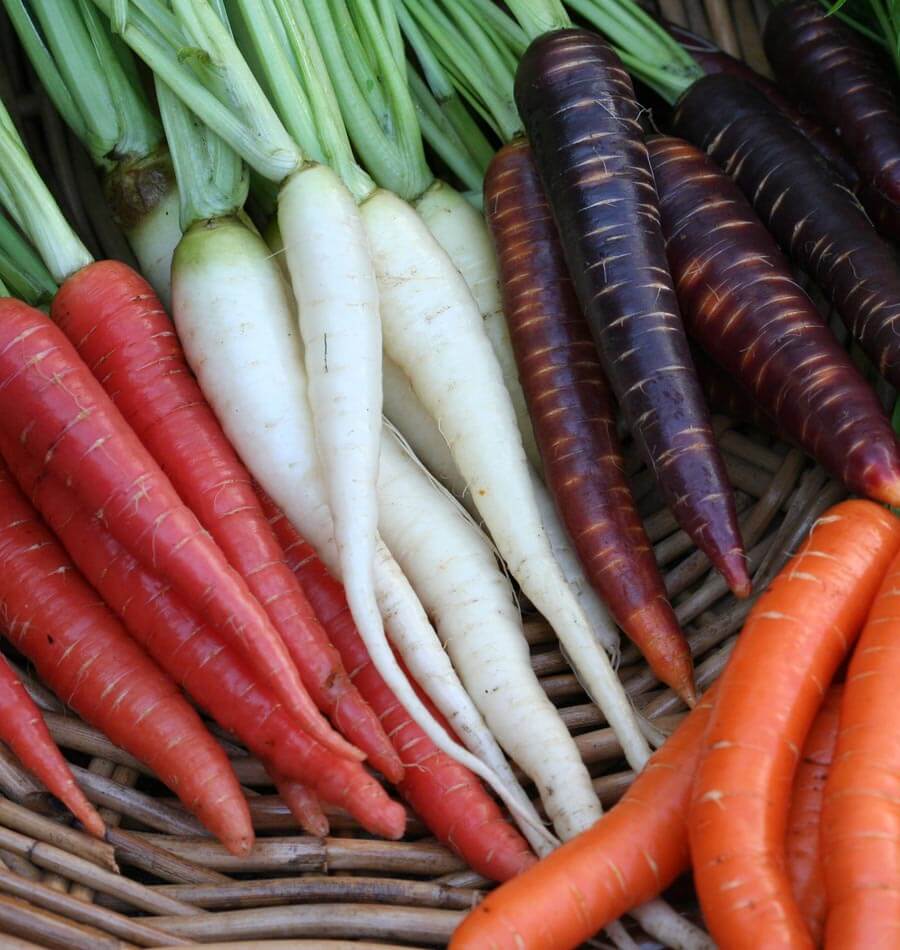 Carrots Rainbow Blend WCS Seed