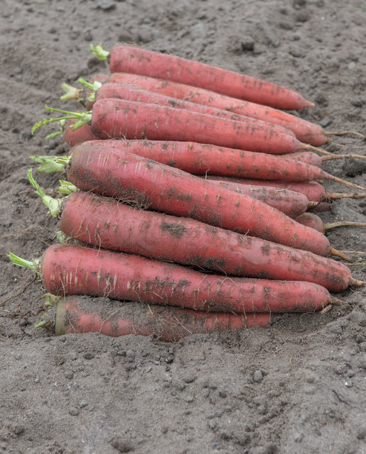 Carrots Red Sun WCS Seed
