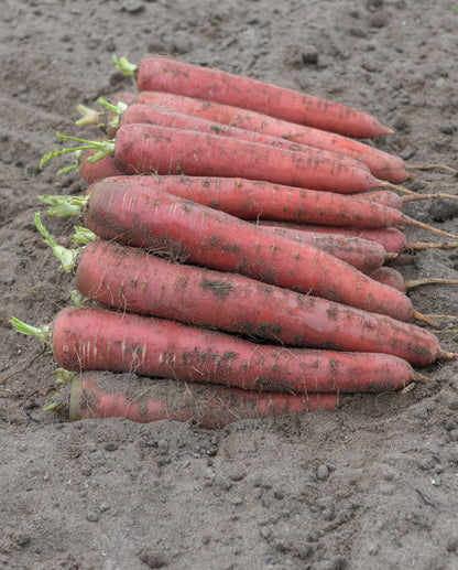 Carrots Red Sun WCS Seed