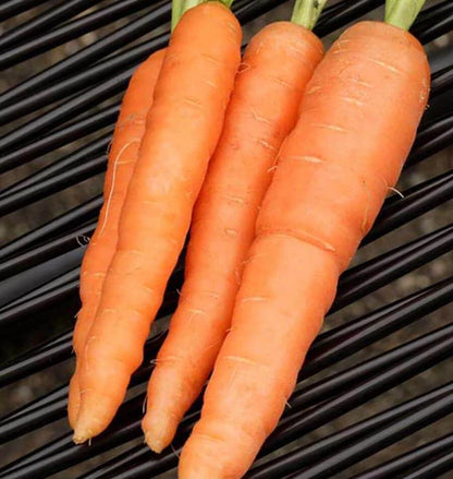 Carrots Scarlet Nantes WCS Seed