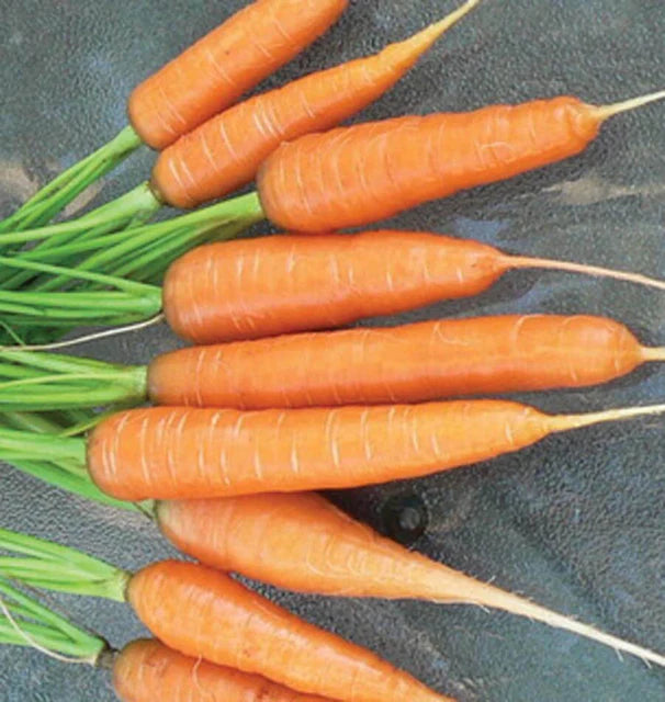 Carrots Scarlet Nantes WCS Seed