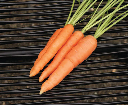 Carrots Scarlet Nantes Seed Tape WCS Seed
