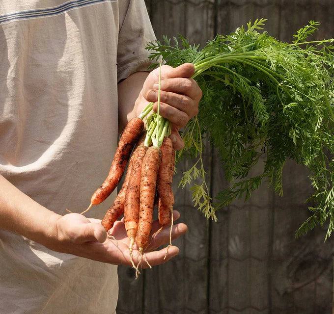 Carrots Scarlet Nantes Seed Tape WCS Seed