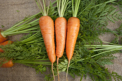 Carrots Chantenay Seed Tape WCS Seed