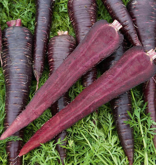 Carrots Deep Purple F1 WCS Seed