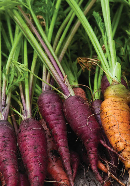 Carrots Cosmic Purple WCS Seed