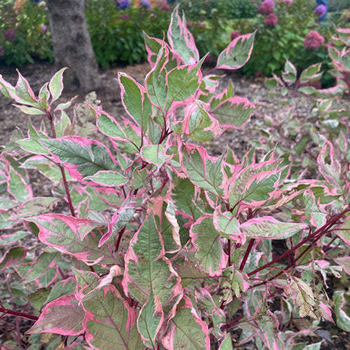 Dogwood Sgt Pepper 2G