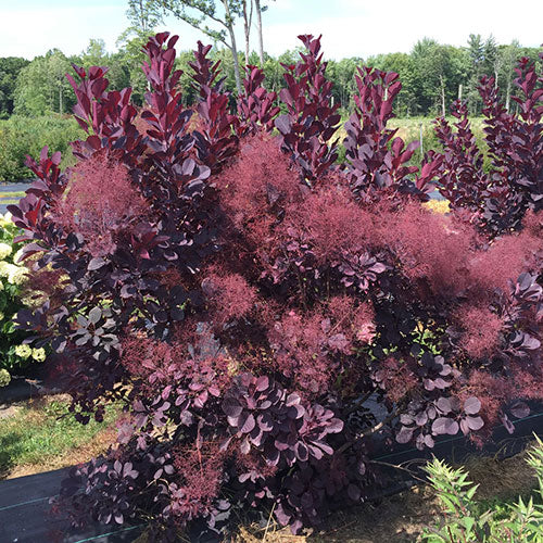 Smoke Bush Velveteeny 2G