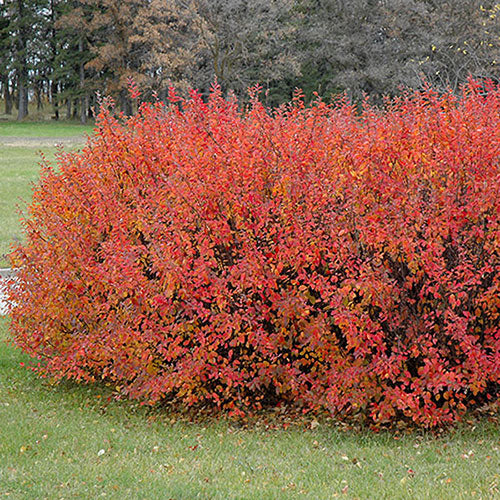 Cotoneaster Lucida 1G