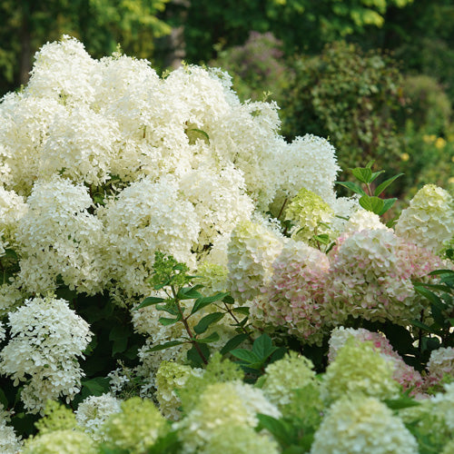 Hydrangea Puffer Fish 2G
