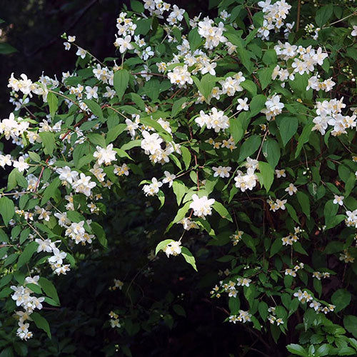 Mock Orange Blizzard 2G