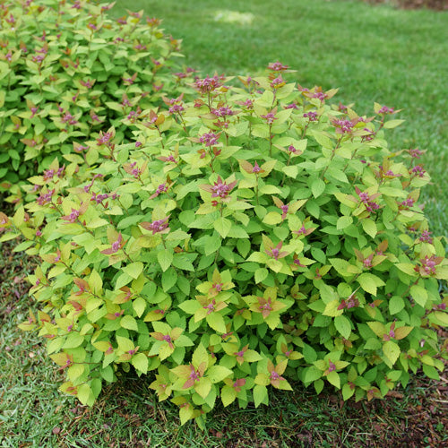 Spirea Double Play Dolly 2G