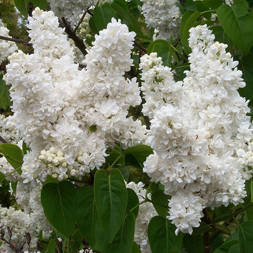 Lilac Madame Lemoine 2G