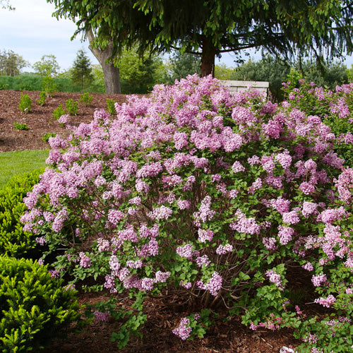 Lilac Bloomerang PurPink Lilac 2G