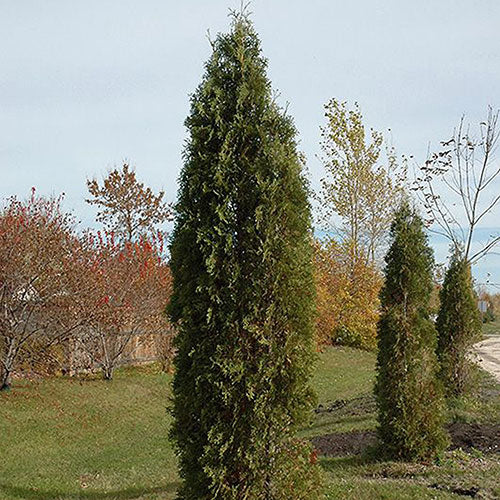 Cedar Skybound 10G