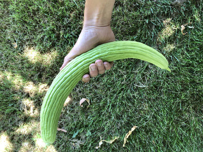 Cucumber Armenian WCS Seed