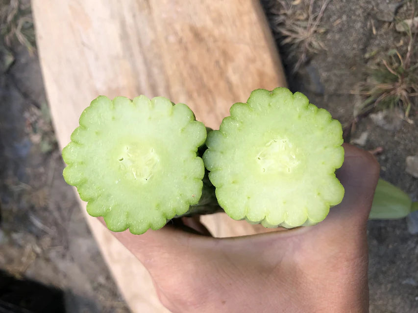 Cucumber Armenian WCS Seed