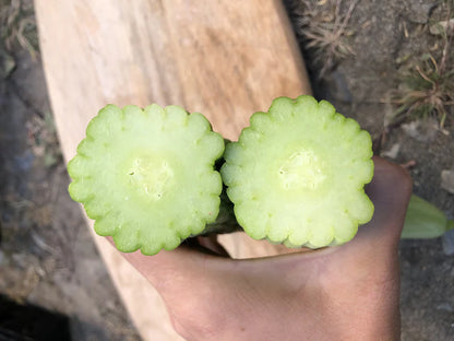 Cucumber Armenian WCS Seed