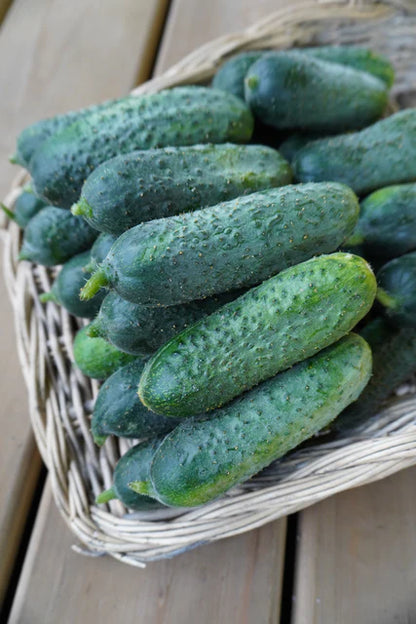 Cucumber Anya WCS Seed