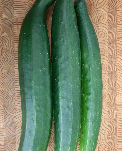 Cucumber Tasty Green WCS Seed