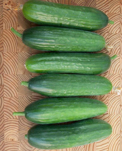 Cucumber Picolino Organic WCS Seed