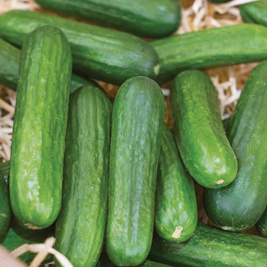 Cucumber Muncher MIgardener Seed