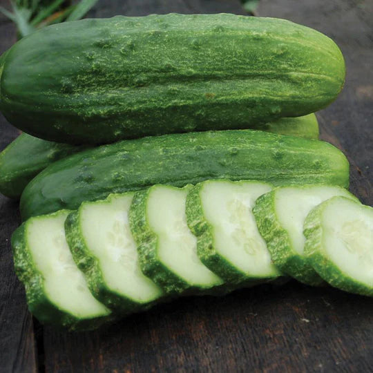 Cucumber National Pickling MIgardener Seed
