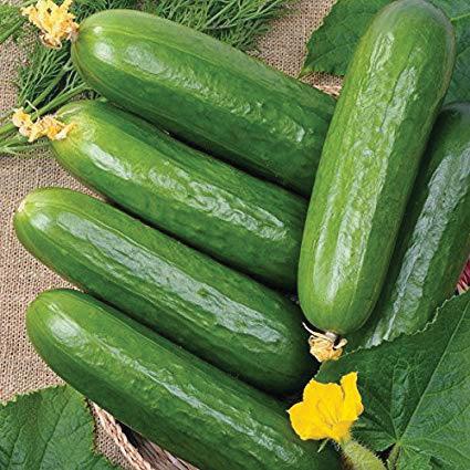 Cucumber Ashley MIgardener Seed