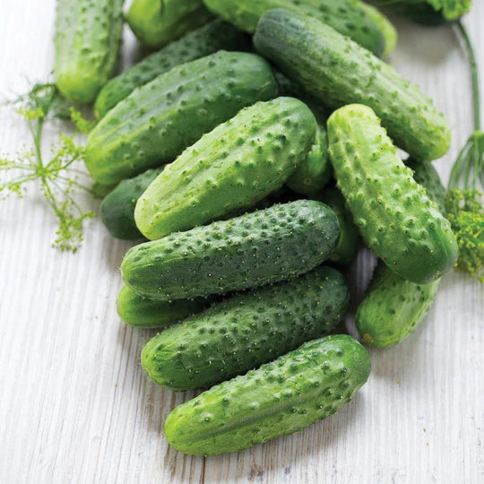 Cucumber  Homemde Pickles MIgardener Seed