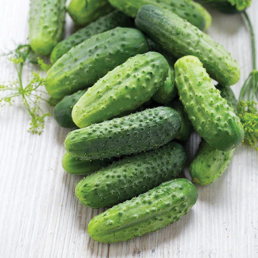 Cucumber  Homemde Pickles MIgardener Seed