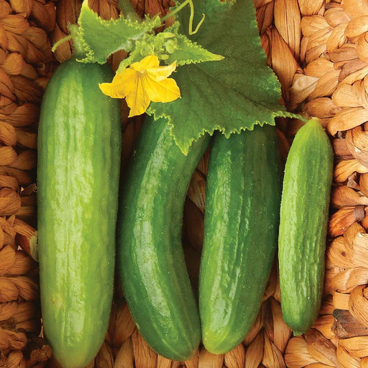 Cucumber Beit Alpha Migardener Seed