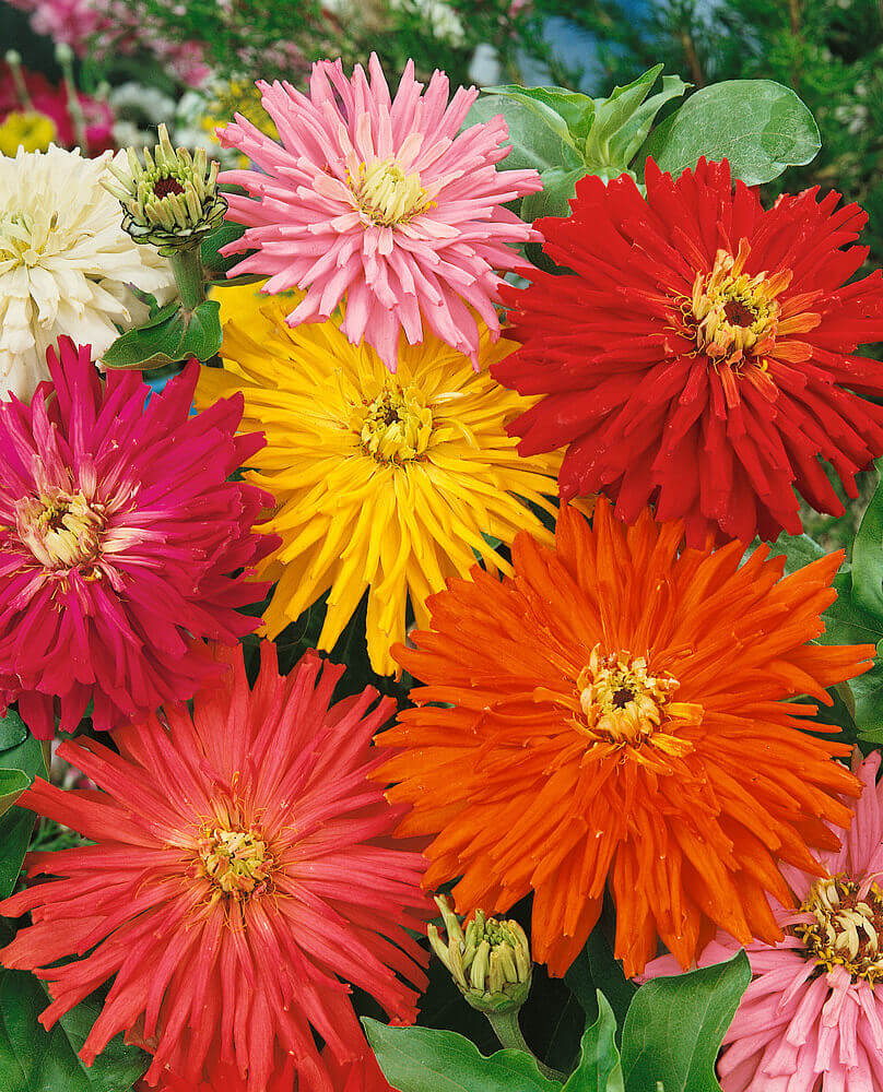 Zinnia Cactus Mixed OSC Seed