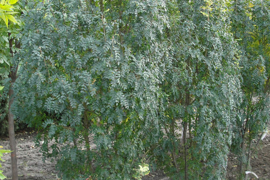 Caragana Upright 1G