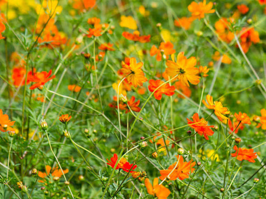 Cosmos Carpet Formula Mix OSC Seed