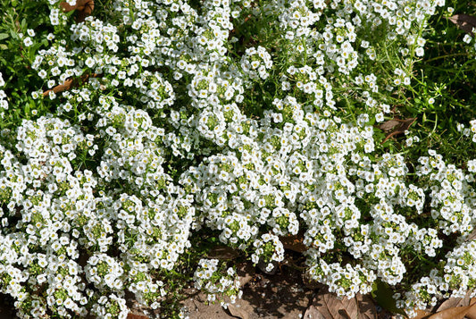 Alyssum Carpet of Snow OSC Seed