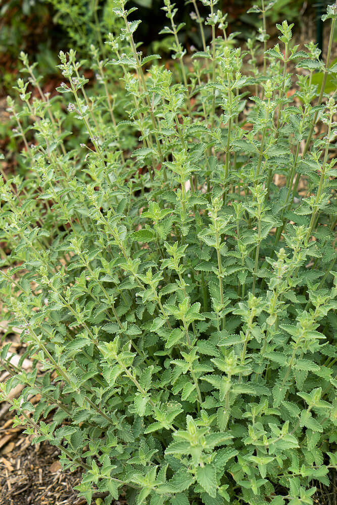 Catnip OSC seeds