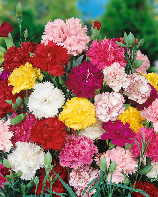 Carnation Chabuds Giant OSC Seed