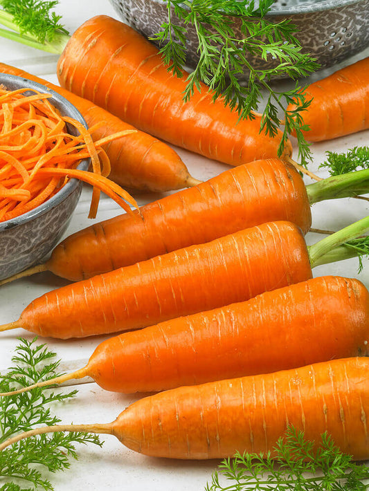 Carrot Chantenay OSC Seed