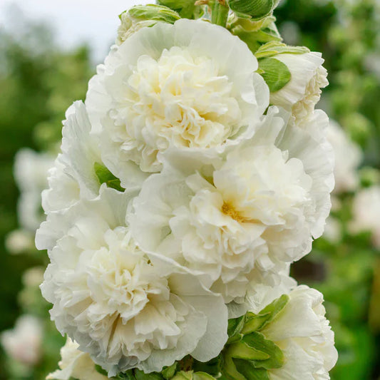 Hollyhock Majorette Double White MIgardener Seed