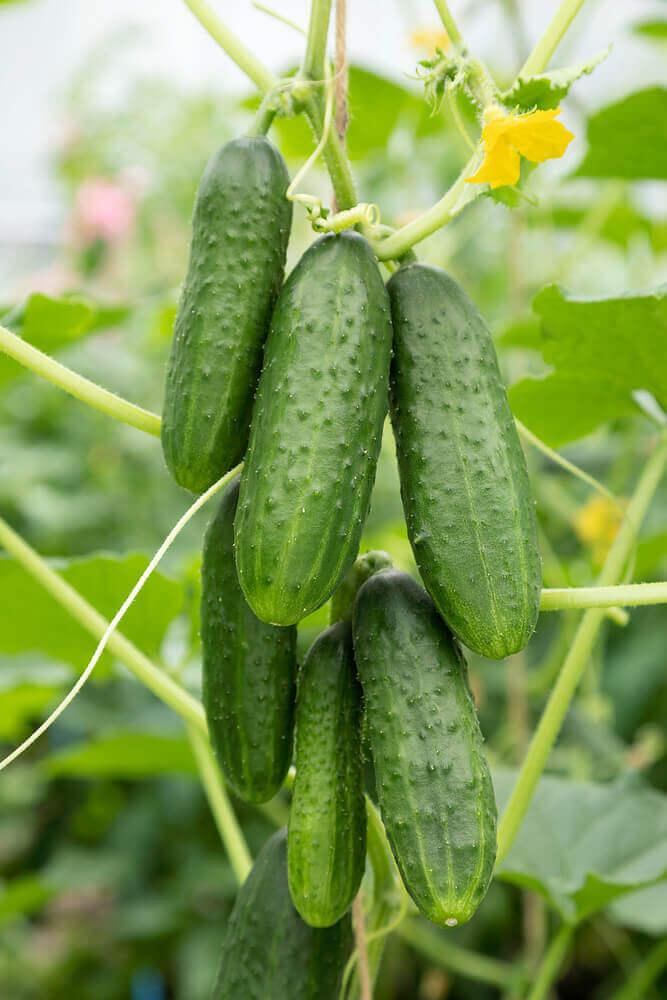 Cucumber Pickling Chicago Pickling OSC Seeds