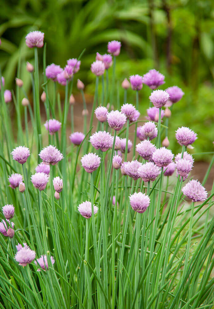 Chives OSC seeds